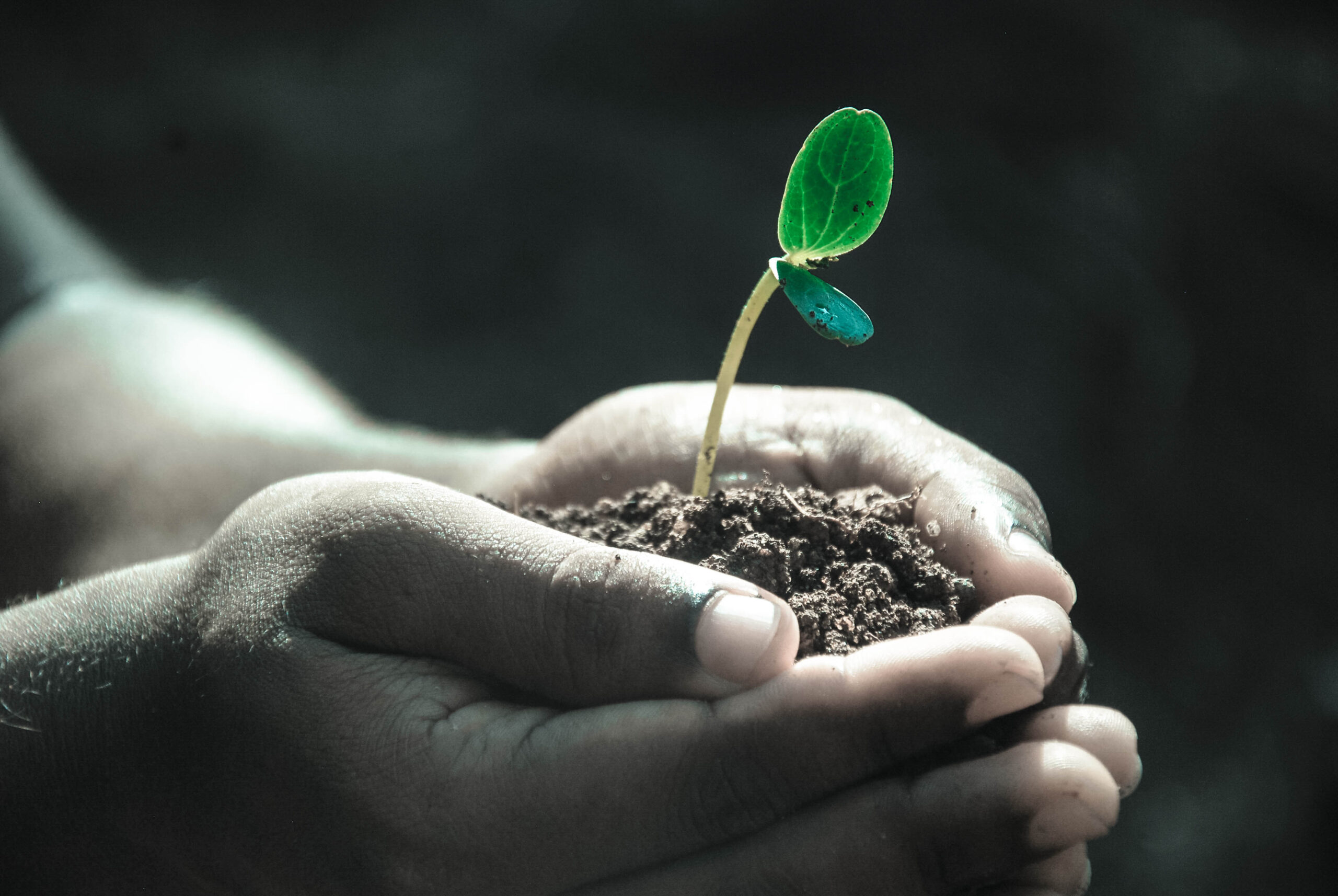 A person holding soil with a budding flower in it